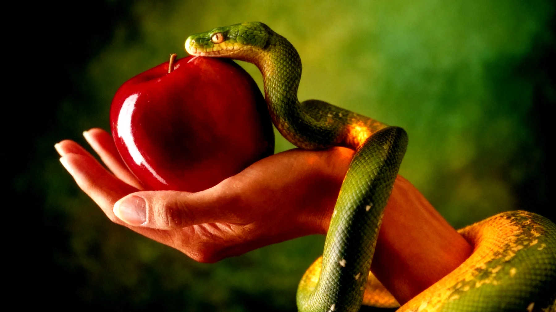 Forbidden Fruit2026-02-17T12:48:23.509Z"